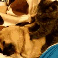 Pug Getting massage