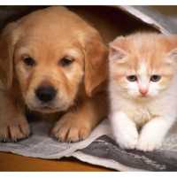 All about cats and dogs