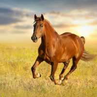 Picture of horse